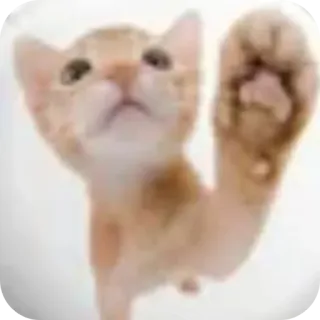 🐱 cat whatsapp sticker