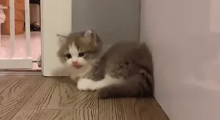 🙄 gato, gatinho, animal de estimação, animal, fofo, fofo telegram sticker
