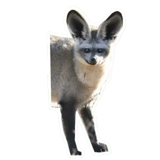 😶 bat-eared fox, fox, animal, wildlife, african wildlife, mammal, nature telegram sticker