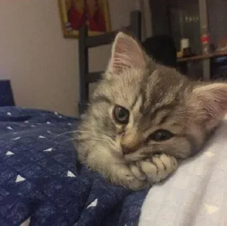 🐈 새끼 고양이, 고양이, 귀여운, 애완동물, 동물, 고양이과 telegram sticker