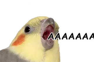 😫 AAAAAAA นก, ค็อกคาเทล, นกแก้ว, กรีดร้อง, ตะโกน, สัตว์ telegram sticker