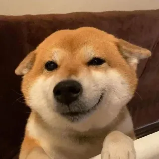 😏 Hund, Shiba Inu, süß, Haustier, Tier, Meme telegram sticker