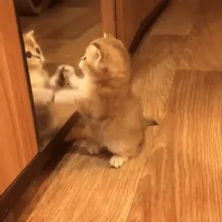 🐾 gato, gatinho, espelho, reflexo, fofo, animal de estimação whatsapp sticker