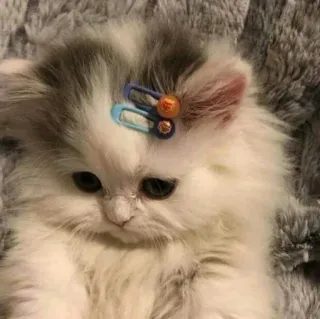 ❤️ kitten, cat, cute, pet, animal, fluffy, hairclip telegram sticker