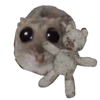 🧸 sad hamster internet meme sad hamster, hamster, cute, meme, teddy bear, sad, crying, pet telegram sticker