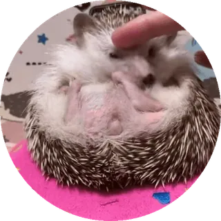 🌟 nhím, động vật, dễ thương, thú cưng, động vật có vú, gai telegram sticker
