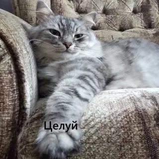 😗 Целуй cat, cute, animal, pet, domestic animal telegram sticker