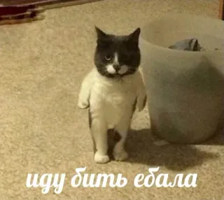 👊 иду бить ебала gatto, divertente, meme, russo, offensivo, animale, domestico telegram sticker