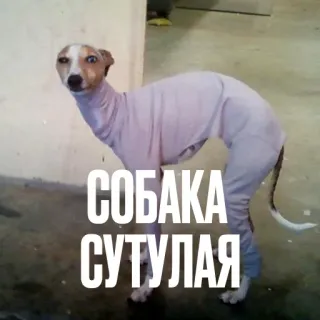 🐕 СОБАКА СУТУЛАЯ собака, мем, смешно, животное telegram sticker