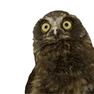 🦉 cú mèo, chim, động vật hoang dã, mắt, thiên nhiên telegram sticker