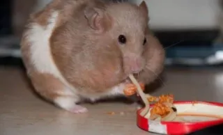 😋 hamster, eating, food, rodent, pet, spaghetti telegram sticker