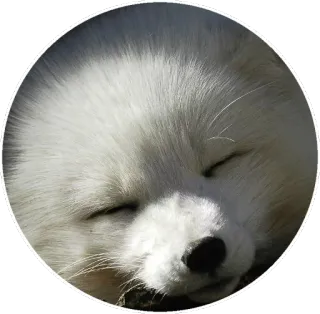 🦊 arktischer Fuchs, Fuchs, Tier, Wildtier, weißes Fell, schlafend telegram sticker