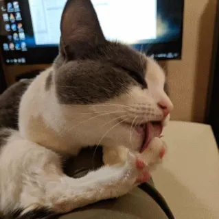 🤤 kucing, menjilat, perawatan, hewan, hewan peliharaan, kucing domestik telegram sticker