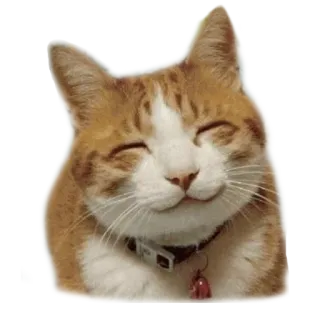 adk_cats_pack whatsapp stickers
