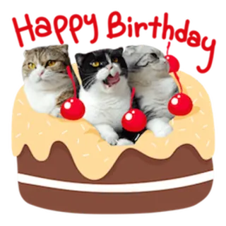 🎂 katzen, kuchen, kirsche, kätzchen, tiere, dessert telegram sticker