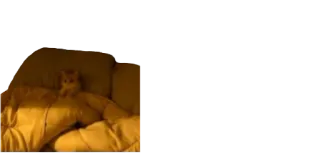 🥺 cat, bed, animal, sleeping, pet telegram sticker
