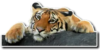 🤪 tiger, animal, wildlife, cat, nature, mammal telegram sticker