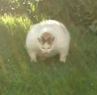 💪 chat, animal de compagnie, animal, herbe, nature, rond telegram sticker