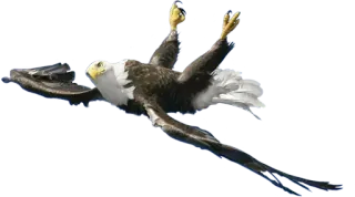 😰 eagle, bird, flying, animal, wildlife, nature telegram sticker