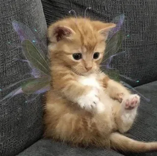 🐱 猫, 小猫, 仙女, 翅膀, 可爱, 动物 whatsapp sticker