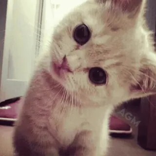🐱 mèo, mèo con, dễ thương, động vật, thú cưng, nghiêng đầu whatsapp sticker