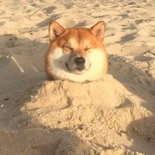 ☀️ dog, shiba inu, beach, sand, animal, cute telegram sticker