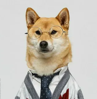 🐕 perro, shiba inu, gafas, formal, retrato, animal, mascota, ropa whatsapp sticker