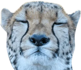 😺 cheetah, animal, wildlife, cat, big cat, close up, face whatsapp sticker