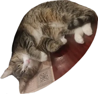 🏝 kucing, hewan peliharaan, hewan, tidur, hewan peliharaan, felin whatsapp sticker