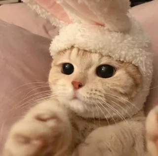 😍 Katze, Hase, Tier, süß, Haustier, Haustier, Kätzchen, Ohren telegram sticker