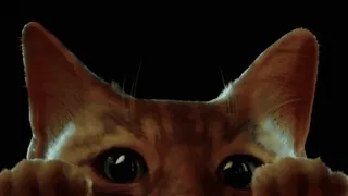 😽 cat, animal, pet, eyes, ears telegram sticker