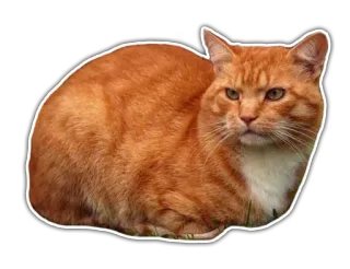 🤔 Katze, orange Katze, Hauskatze, Haustier, Tier, Katzenartig whatsapp sticker
