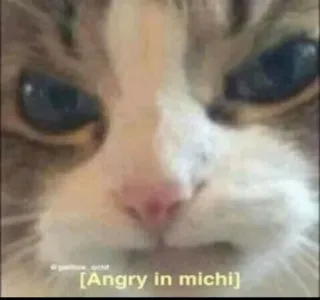 😠 Angry in michi แมว, โกรธ, มีม, สัตว์เลี้ยง, สัตว์ตระกูลแมว telegram sticker