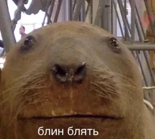 😐 блин блять Seehund, süß, Tier, Meme telegram sticker