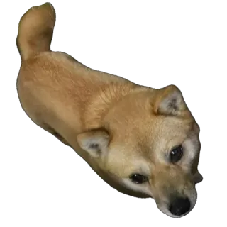 🫥 dog, shiba inu, animal, cute, pet, domestic animal telegram sticker