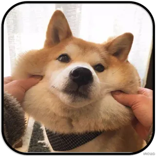 😏 dog, shiba inu, cute, pet, animal telegram sticker