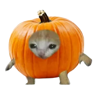 🎃 猫, 南瓜, 万圣节, 可爱, 贴纸, 动物 telegram sticker