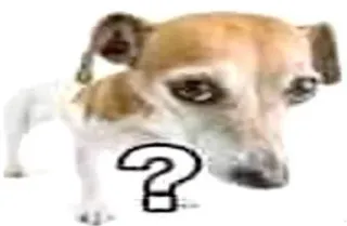 🌟 ? chó, dấu chấm hỏi, bối rối, thú cưng, động vật telegram sticker
