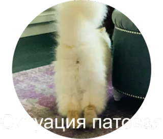 🤯 Ситуация патовая кот, животное, мех, пушистый whatsapp sticker
