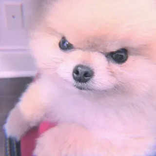 🍣 cane, volpino di pomerania, arrabbiato, carino, animale domestico, animale telegram sticker