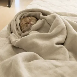 ⚡️ gato, manta, durmiendo, lindo, animal, mascota, acogedor telegram sticker