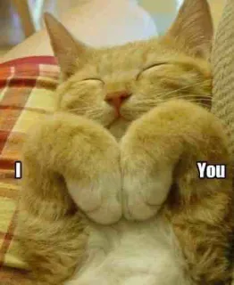 ❤ I You gatto, carino, amore, affetto, animale, animale domestico whatsapp sticker