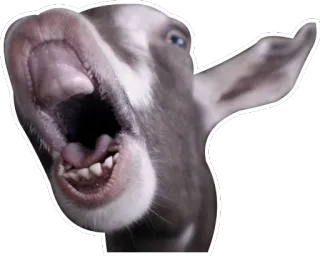 😱 goat, animal, screaming, open mouth telegram sticker
