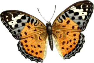 🐝 insect, butterfly, orange, nature, animal whatsapp sticker