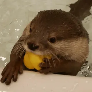 🤗 loutre, animal, mignon, mammifère, eau, bain, jouet jaune telegram sticker
