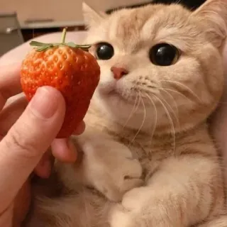 ❤️ cat, strawberry, pet, animal, cute, food, fruit, kitten telegram sticker