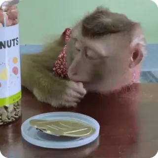 🪷 NUTS mono, animal, nueces, comida, lindo, simio, primate whatsapp sticker