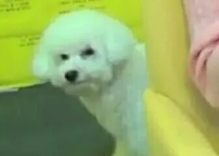😳 perro, perro blanco, perro pequeño, mascota, animal, lindo telegram sticker