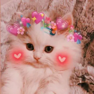 🤔 แมว, ลูกแมว, น่ารัก, หัวใจ, ดอกไม้, สัตว์, สัตว์เลี้ยง telegram sticker