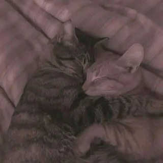 🐈 고양이, 동물, 자는, 귀여운, 반려동물, 고양이, 애완동물 telegram sticker